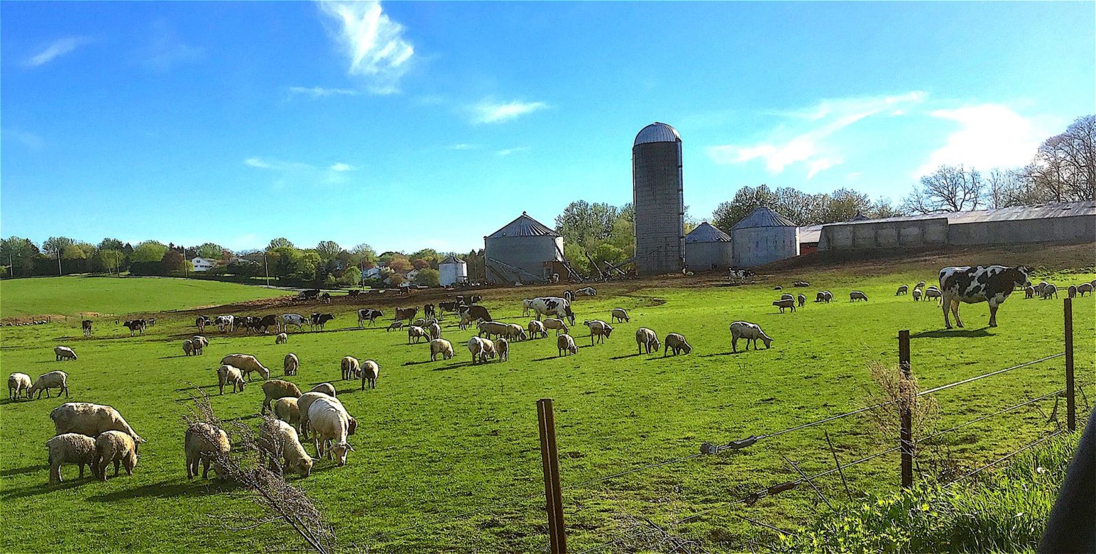ellsworth farm market